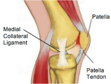 pain from knee to heel